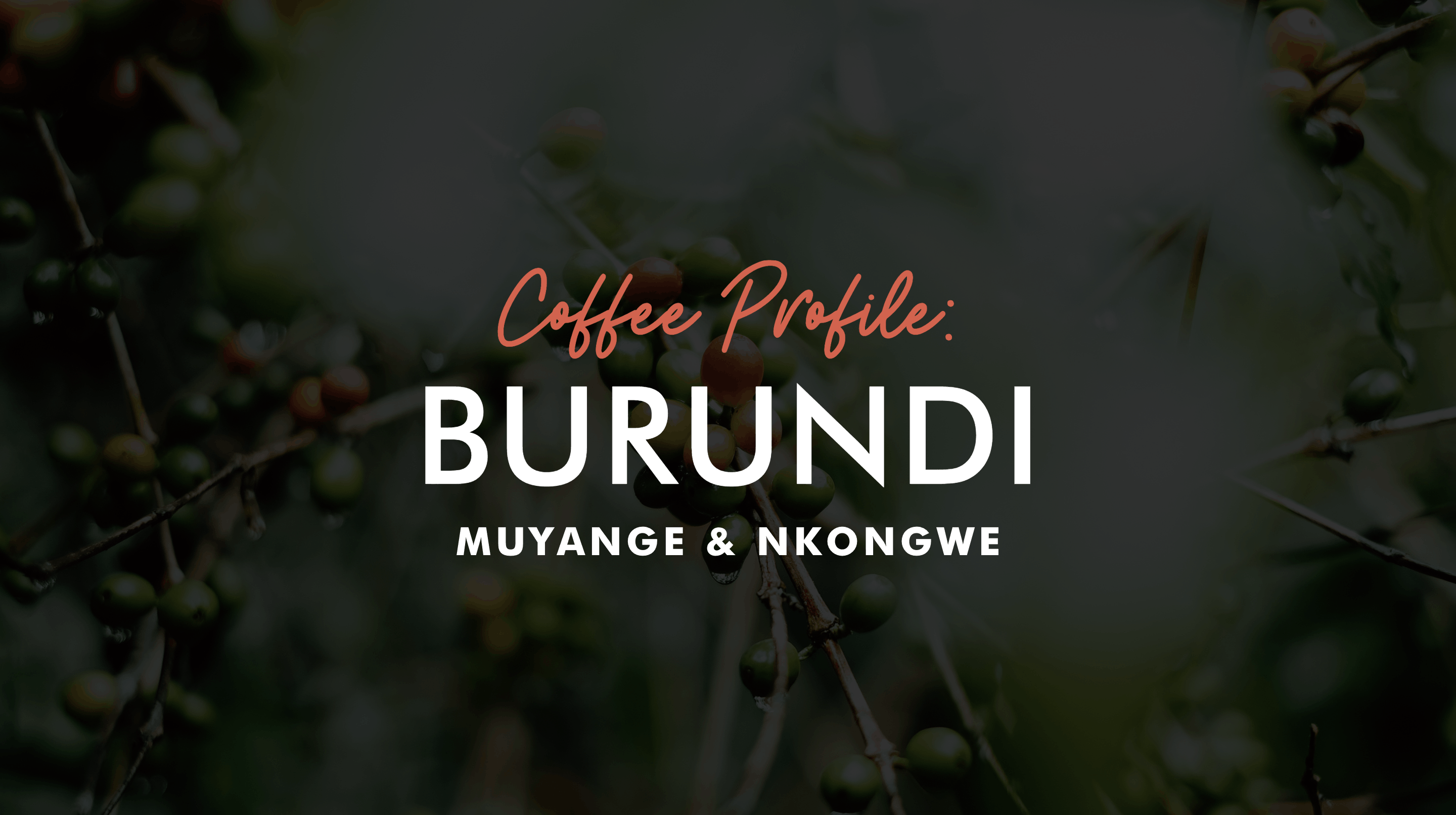 Burundi Coffee Profile: Muyange & Nkongwe