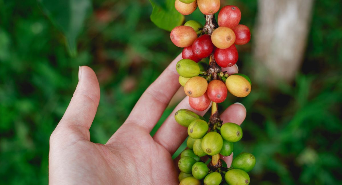 Colombia Geisha Coffee Beans