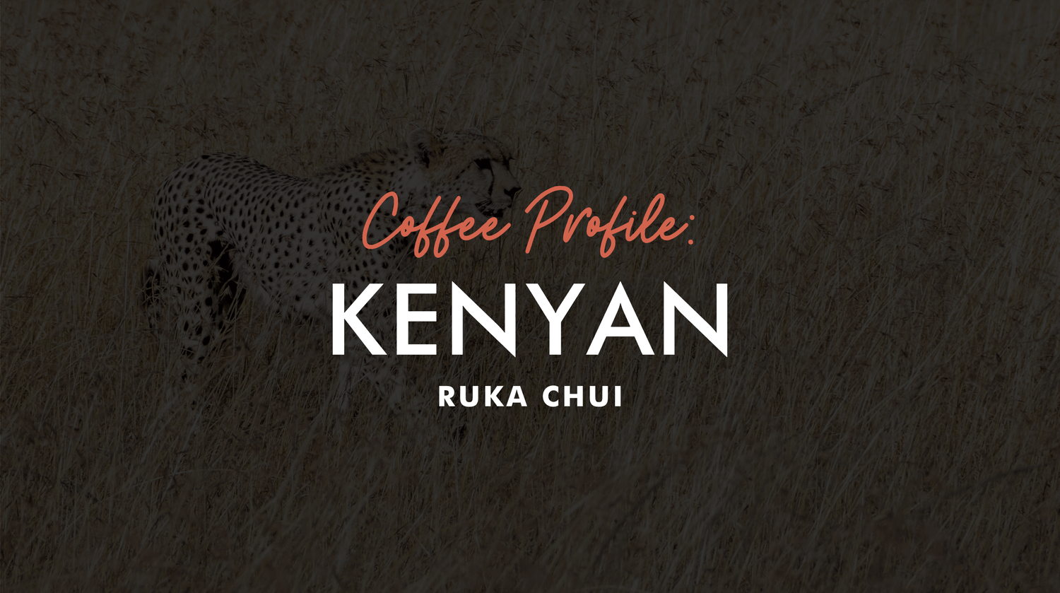 Image of leopard in background with black overlay coffee profile Kenyan Ruka Chui